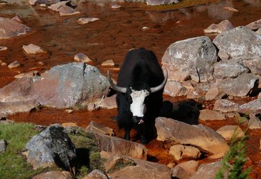 Yaks säumen den Weg ins Basislager