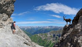 Steinbock mit TVB-Vertrag - beim Abstieg vom Bockkarkopf - Heilbronner Weg