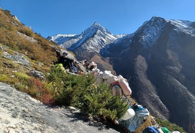 Mulis transportieren das Gepäck ins Basislager