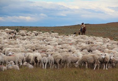 Gautcho in Patagonien