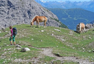 Beim Abstieg bei den Haflingern oberhalb der Steinseehütte.