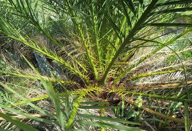 Klettern auf Gran Canaria - Climbing crags Gran Canaria 