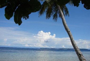 Palmen auf der Insel Nabire